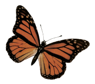 mariposa